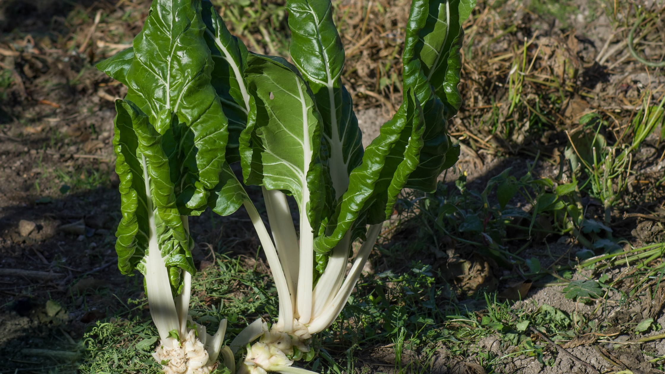 ricetta di bietole con cacioricotta