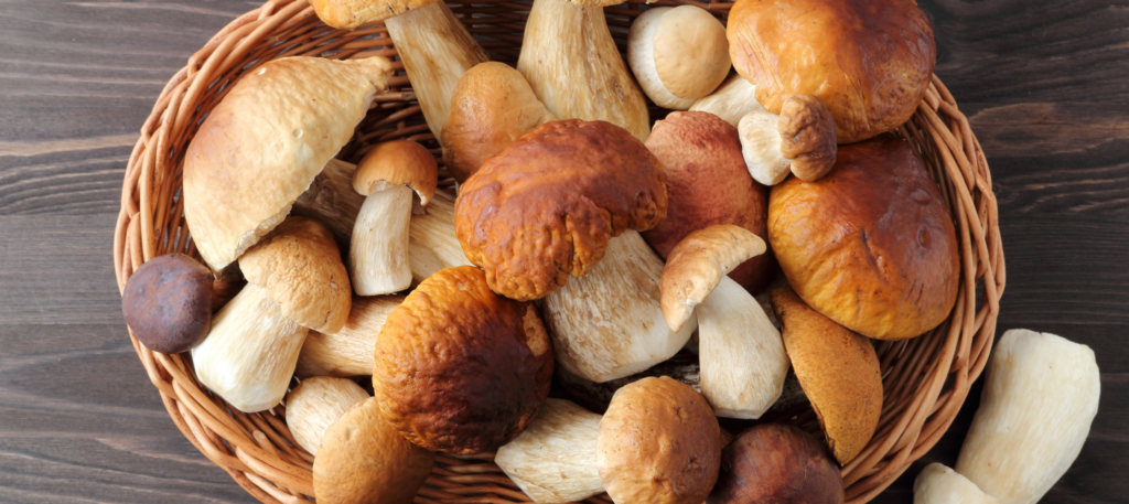 porcini