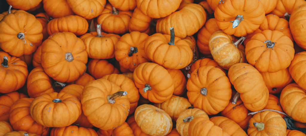 zucca